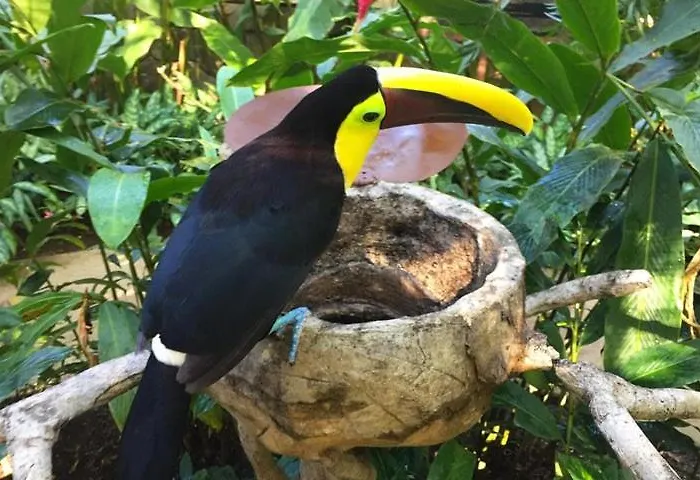 Paradise Coco